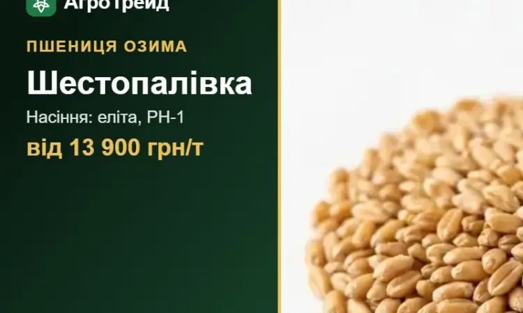 Пшениця озима Шестопалівка — насіння - фото № 1