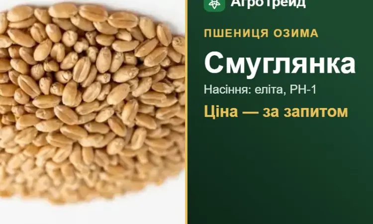 Пшениця озима Смуглянка — насіння - фото № 1