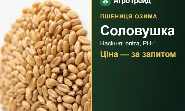 Насіння: пшениця озима Соловушка - фото № 1