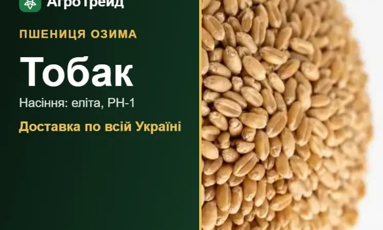 Купити пшеницю Тобак на посів - фото № 1