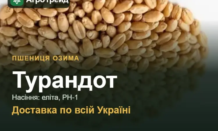 Пшениця озима Турандот — насіння, від 14 800 грн/т - фото № 1