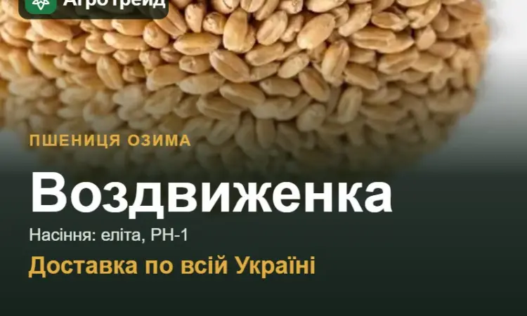 Насіння: пшениця озима Воздвиженка - фото № 1