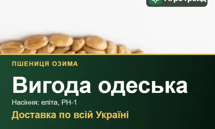 Озима пшениця Вигода одеська — насіння - фото № 1