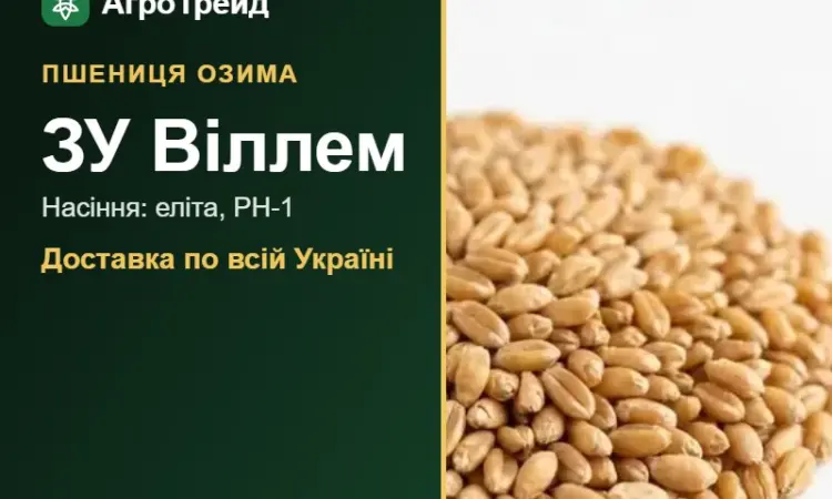 Пшениця ЗУ Віллем для посіву, від 14 800 грн/т - фото № 1