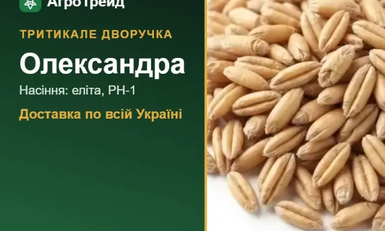 Посівне тритикале Олександра - фото № 1