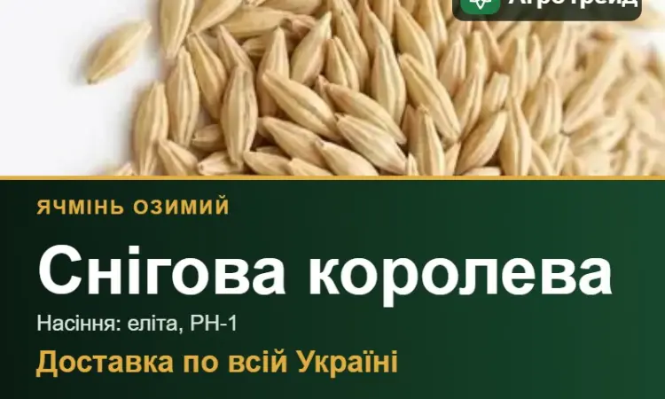Ячмінь Снігова королева для посіву - фото № 1