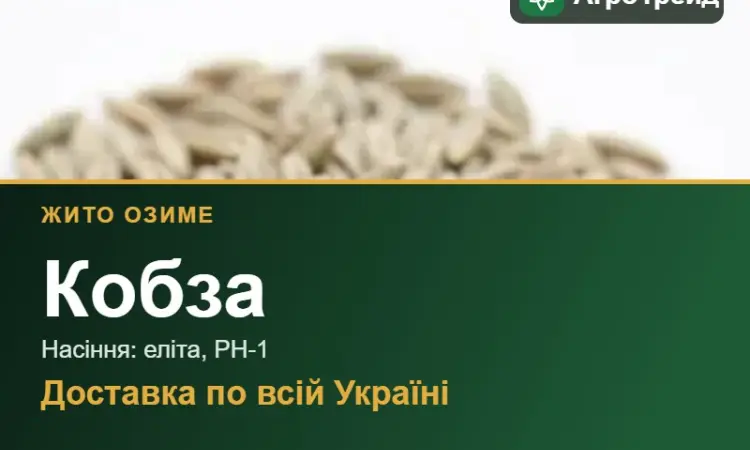 Кобза — озиме жито, насіння - фото № 1