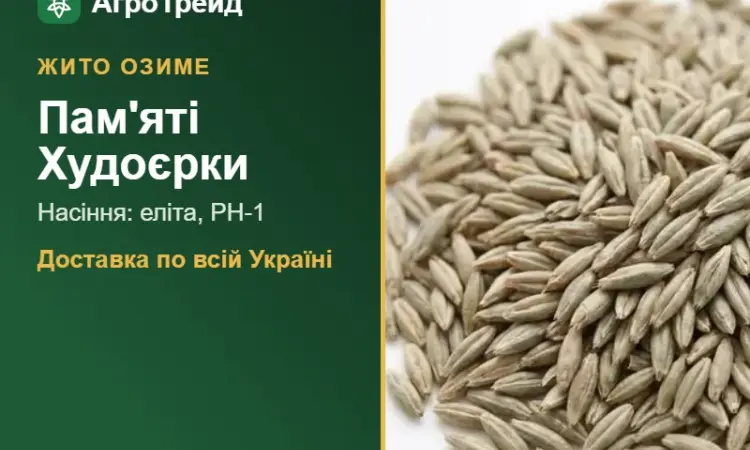 Насіння: жито озиме Пам'яті Худоєрки - фото № 1