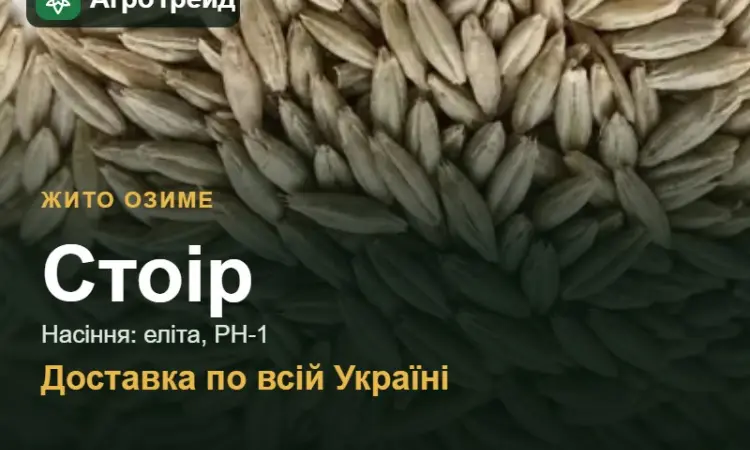 Купити жито Стоір на посів - фото № 1