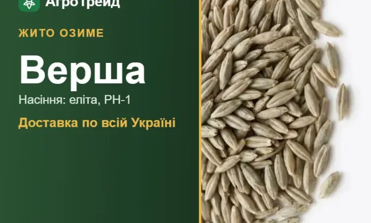 Насіння: жито озиме Верша - фото № 1
