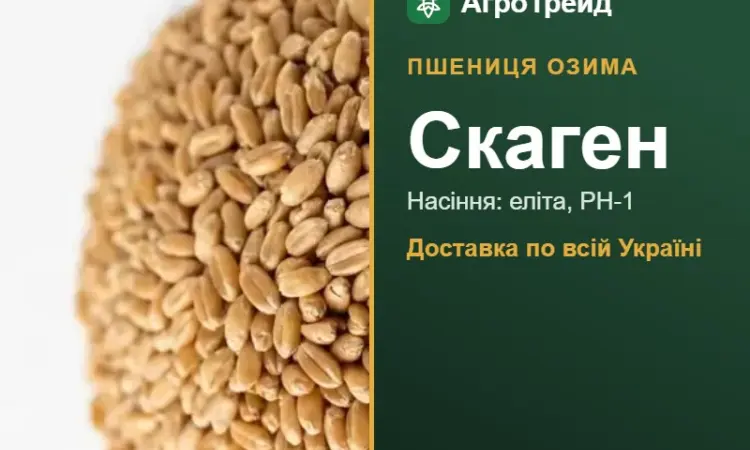 Пшениця озима Скаген — насіння - фото № 1