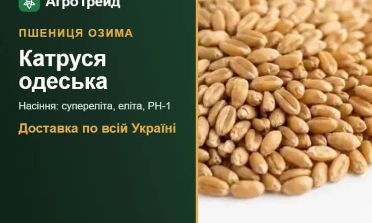 Озима пшениця Катруся одеська — насіння - фото № 1