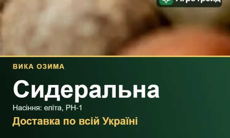 Вика озима (сидеральна) — насіння еліта, РН-1 - фото № 1