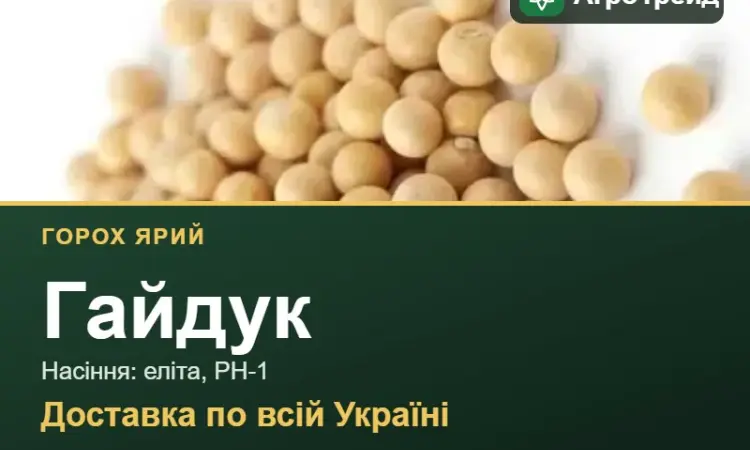 Купити ярий горох Гайдук на посів - фото № 1