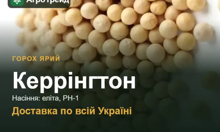 Посівний ярий горох Керрінгтон - фото № 1