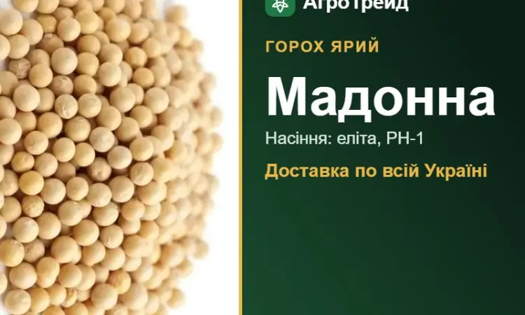 Мадонна — ярий горох, насіння, від 24 600 грн/т - фото № 1