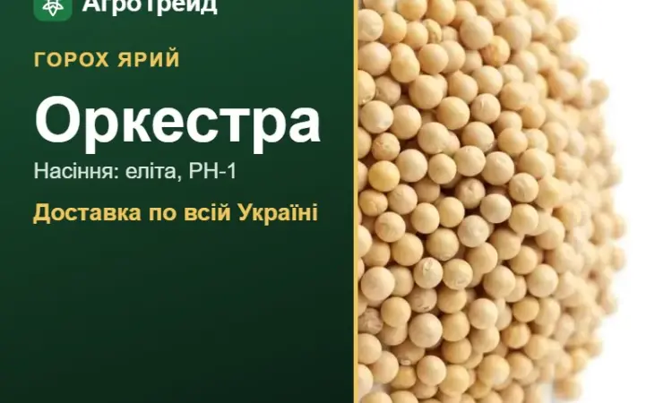 Насіння ярого гороху Оркестра - фото № 1