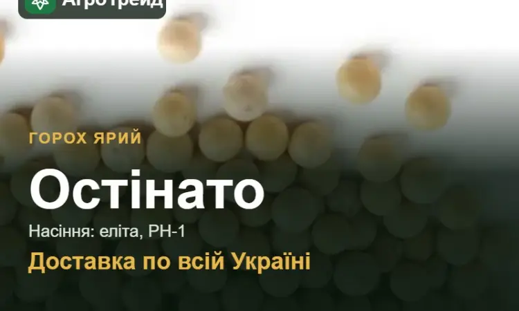 Остінато — ярий горох, насіння - фото № 1