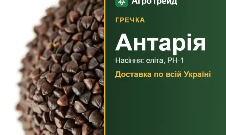 Антарія — гречка, насіння - фото № 1