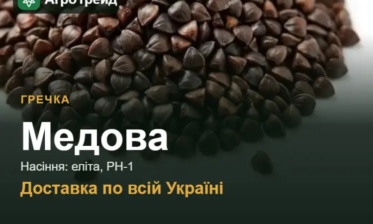 Гречка Медова для посіву - фото № 1