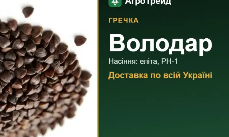 Гречка Володар — насіння - фото № 1
