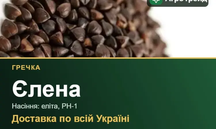 Гречка Єлена для посіву - фото № 1