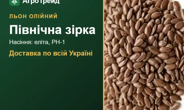 Олійний льон Північна зірка — насіння - фото № 1