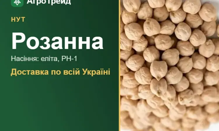 Купити нут Розанна на посів - фото № 1