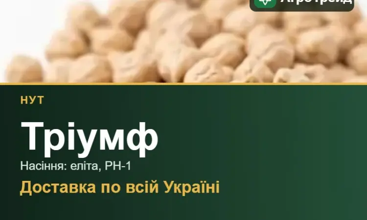 Нут Тріумф — насіння - фото № 1