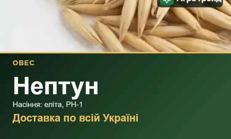 Насіння: овес Нептун - фото № 1