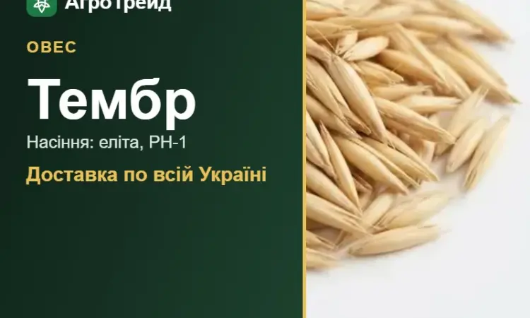 Посівний овес Тембр - фото № 1