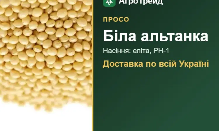 Біла альтанка — просо, насіння, від 34 400 грн/т - фото № 1