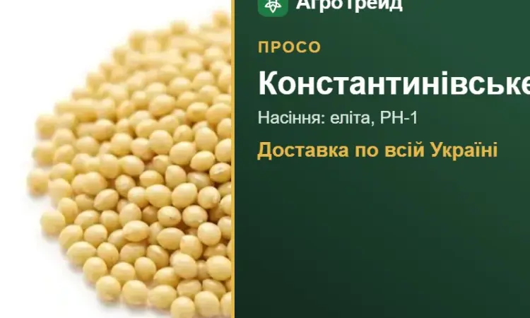 Насіння проса Константинівське - фото № 1