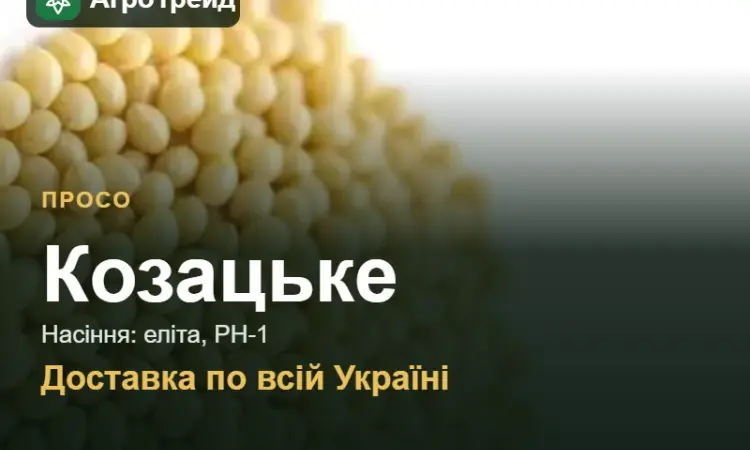 Насіння проса Козацьке - фото № 1