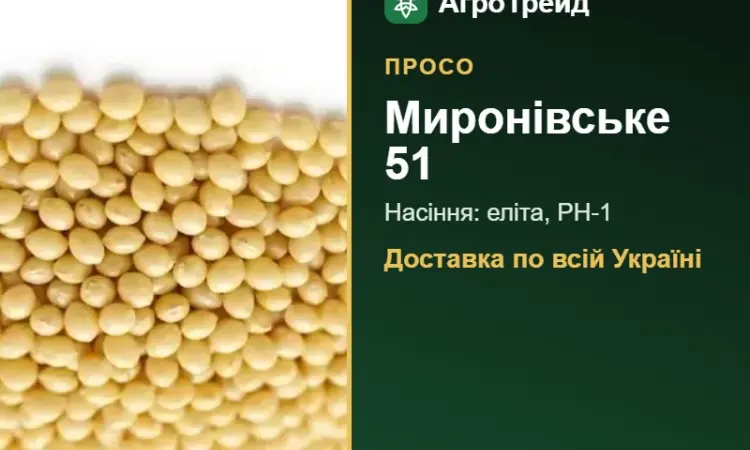 Купити просо Миронівське 51 на посів - фото № 1