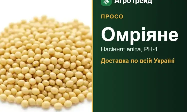 Просо Омріяне — насіння - фото № 1