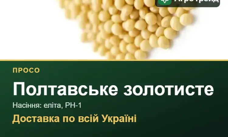Полтавське золотисте — просо, насіння - фото № 1