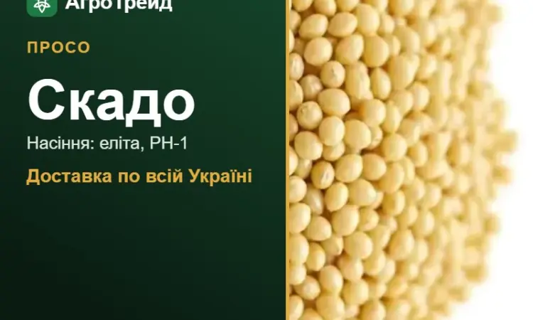 Просо Скадо для посіву - фото № 1