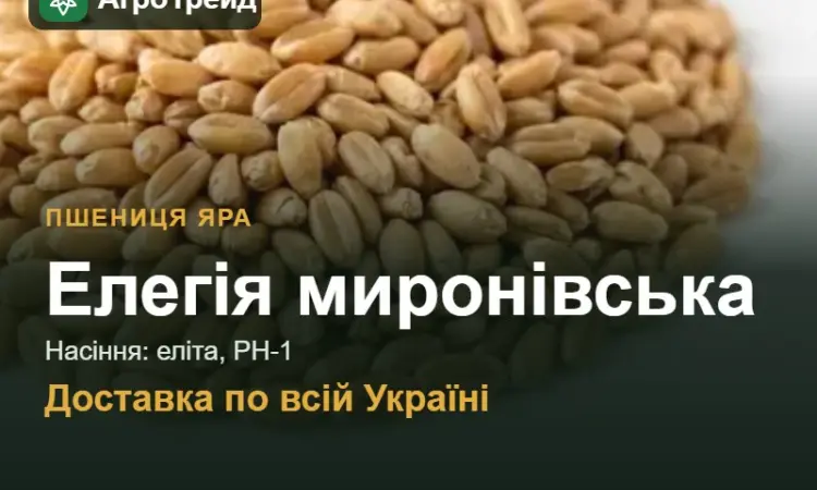Яра пшениця Елегія миронівська — насіння - фото № 1