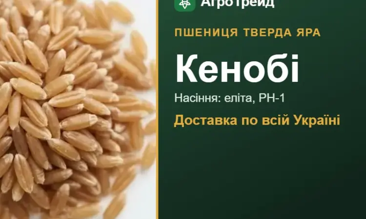 Пшениця тверда яра Кенобі для посіву - фото № 1