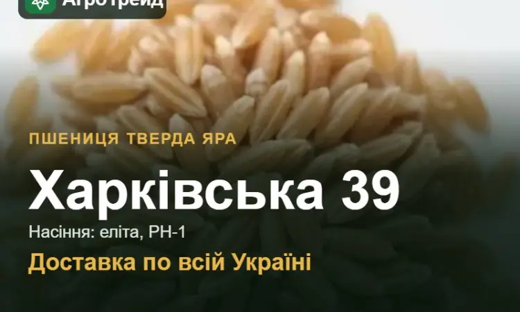 Пшениця тверда яра Харківська 39 — насіння - фото № 1