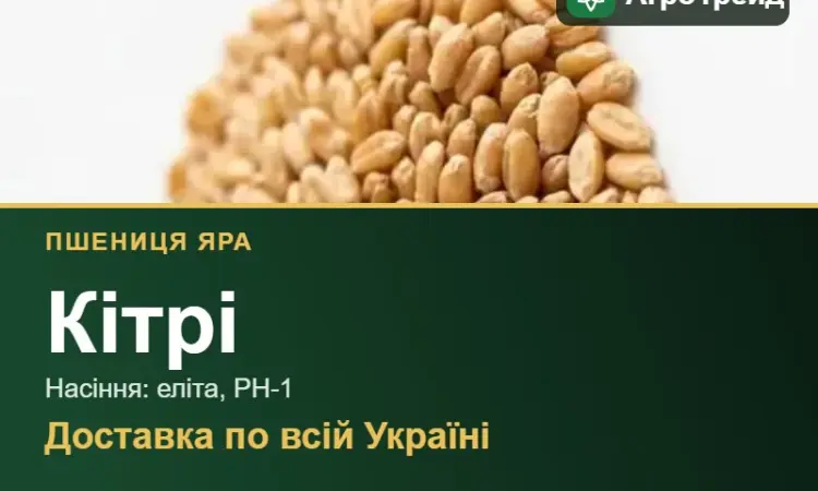 Пшениця яра Кітрі — насіння - фото № 1