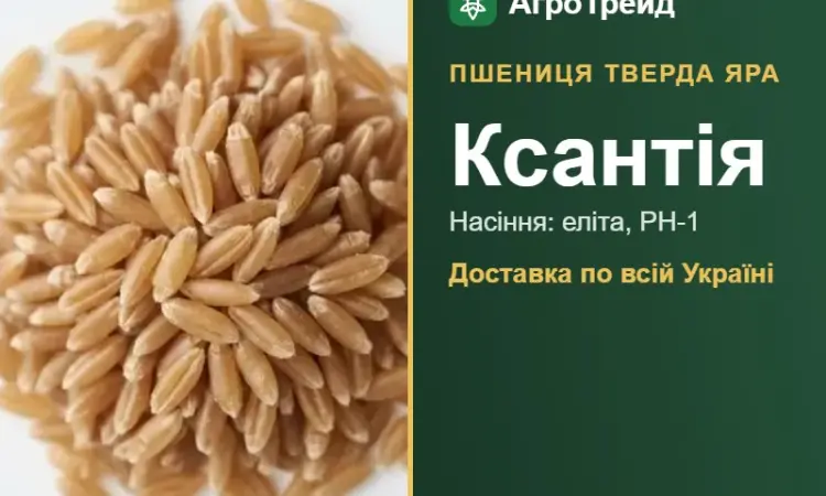 Купити тверду яру пшеницю Ксантія на посів - фото № 1