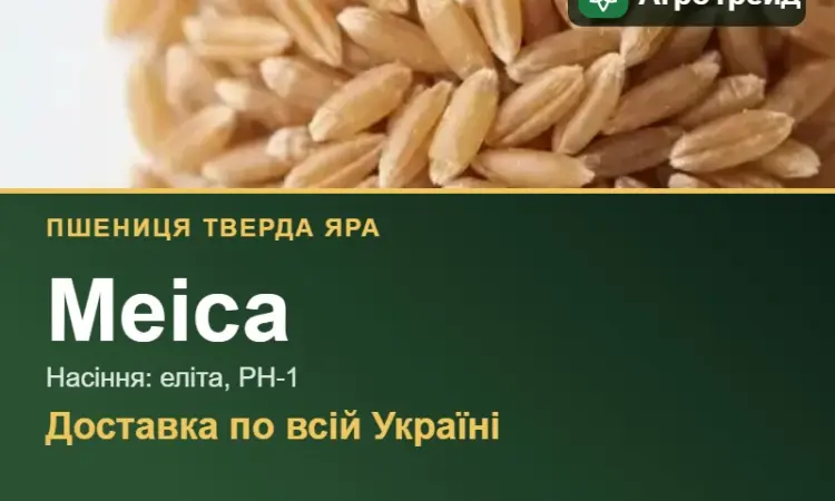 Пшениця тверда яра Меіса — насіння - фото № 1