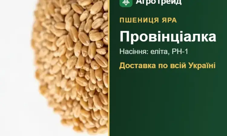 Яра пшениця Провінціалка — насіння - фото № 1