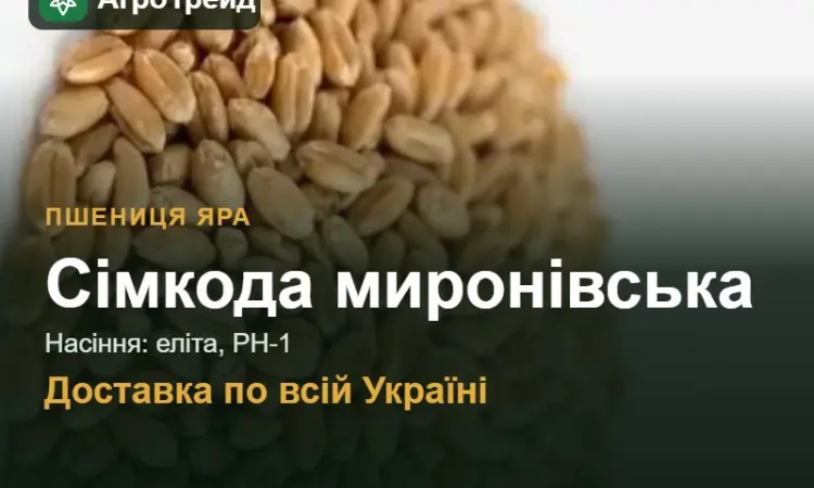 Купити яру пшеницю Сімкода миронівська на посів - фото № 1