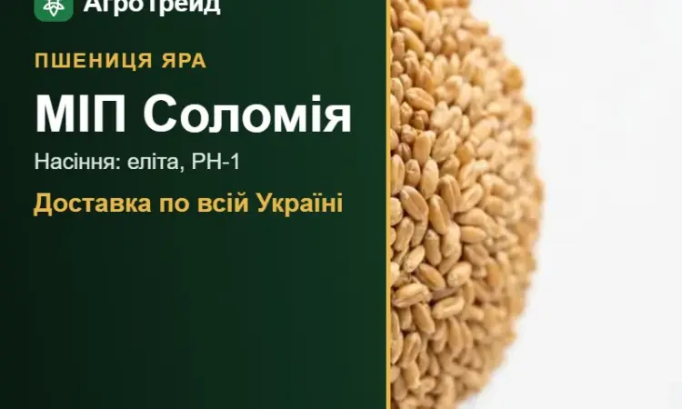 МІП Соломія — яра пшениця, насіння - фото № 1