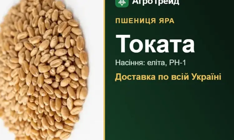 Посівна яра пшениця Токата - фото № 1