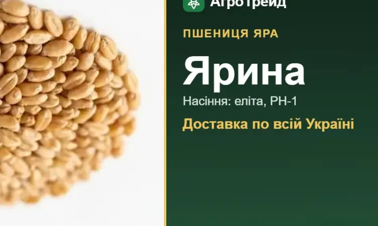 Насіння пшениці Ярина - фото № 1