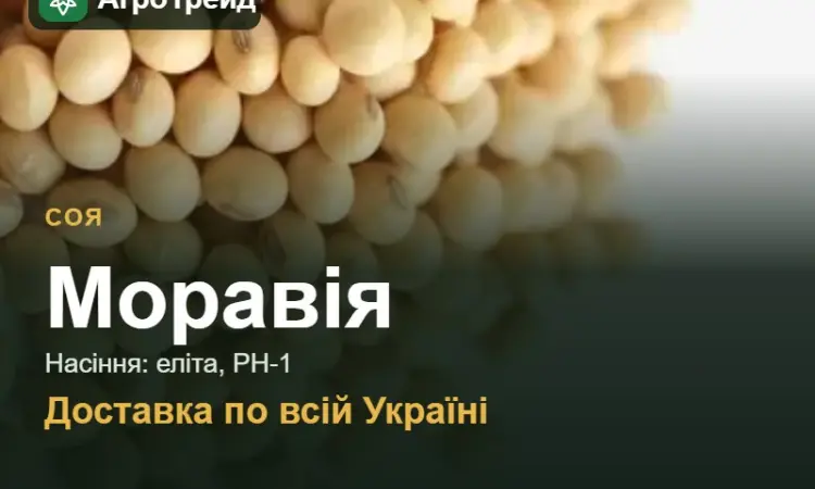 Купити сою Моравія на посів - фото № 1